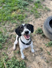 CARTON, Hund, Wasserhund in Spanien - Bild 7