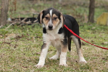 COREY, Hund, Mischlingshund in Hagen - Bild 4