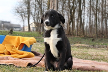 BAILEY, Hund, Mischlingshund in Hagen - Bild 3