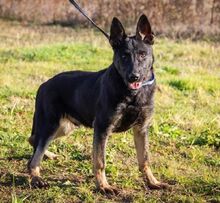 ROBIN, Hund, Deutscher Schäferhund in Ungarn - Bild 1