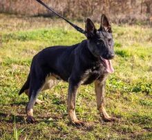 ROBIN, Hund, Deutscher Schäferhund in Ungarn - Bild 3