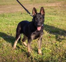 ROBIN, Hund, Deutscher Schäferhund in Ungarn - Bild 4