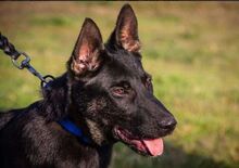 ROBIN, Hund, Deutscher Schäferhund in Ungarn - Bild 5