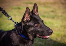 ROBIN, Hund, Deutscher Schäferhund in Ungarn - Bild 6