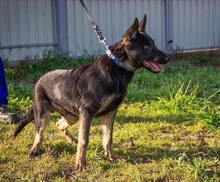 ROBIN, Hund, Deutscher Schäferhund in Ungarn - Bild 7