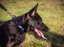 ROBIN, Hund, Deutscher Schäferhund in Ungarn - Bild 8