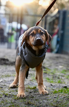 BENJA, Hund, Mischlingshund in Hagen - Bild 1