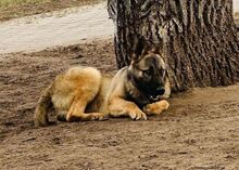 IVO, Hund, Deutscher Schäferhund in Ungarn - Bild 5