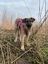 FRIEDA, Hund, Mischlingshund in Viersen - Bild 2