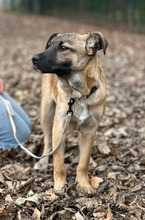 FRIEDA, Hund, Mischlingshund in Viersen - Bild 3