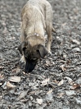 FRIEDA, Hund, Mischlingshund in Viersen - Bild 4