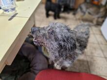 MOHA2, Hund, Puli-Mix in Ungarn - Bild 2