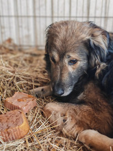 DANTE, Hund, Mischlingshund in Rumänien - Bild 1