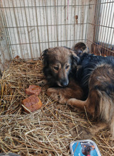 DANTE, Hund, Mischlingshund in Rumänien - Bild 2