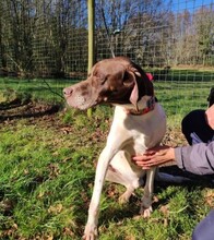 NOE, Hund, English Pointer in Spanien - Bild 1