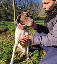 NOE, Hund, English Pointer in Spanien - Bild 2