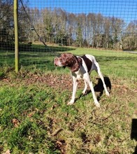 NOE, Hund, English Pointer in Spanien - Bild 3