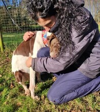 NOE, Hund, English Pointer in Spanien - Bild 4