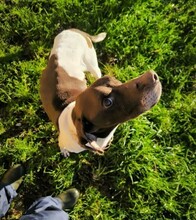 NOE, Hund, English Pointer in Spanien - Bild 5