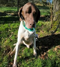 NOE, Hund, English Pointer in Spanien - Bild 6