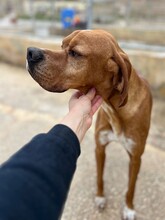 REY, Hund, English Pointer in Malta - Bild 1