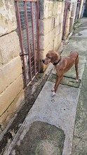 REY, Hund, English Pointer in Malta - Bild 2