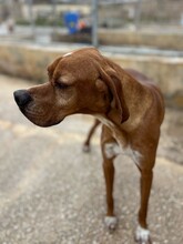 REY, Hund, English Pointer in Malta - Bild 3