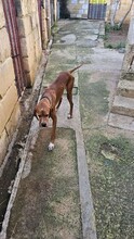 REY, Hund, English Pointer in Malta - Bild 5