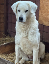 SILVIA, Hund, Mischlingshund in Rumänien - Bild 2