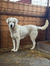 SILVIA, Hund, Mischlingshund in Rumänien - Bild 3