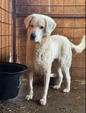 SILVIA, Hund, Mischlingshund in Rumänien - Bild 4