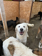 SILVIA, Hund, Mischlingshund in Rumänien - Bild 5