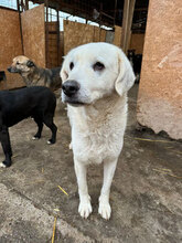 SILVIA, Hund, Mischlingshund in Rumänien - Bild 6