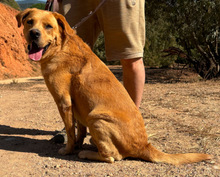 OLLIE, Hund, Mischlingshund in Portugal - Bild 2