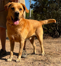 OLLIE, Hund, Mischlingshund in Portugal - Bild 3