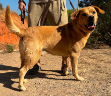 OLLIE, Hund, Mischlingshund in Portugal - Bild 4