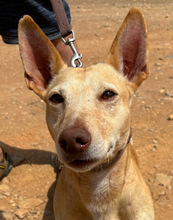 POMBINHO, Hund, Mischlingshund in Portugal - Bild 1