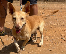 POMBINHO, Hund, Mischlingshund in Portugal - Bild 2