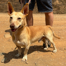 POMBINHO, Hund, Mischlingshund in Portugal - Bild 3