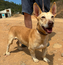 POMBINHO, Hund, Mischlingshund in Portugal - Bild 4