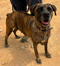 VARA, Hund, Mischlingshund in Portugal - Bild 5