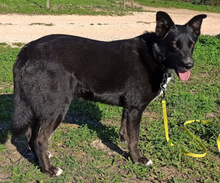 ILVA, Hund, Mischlingshund in Portugal - Bild 3