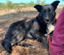 ILVA, Hund, Mischlingshund in Portugal - Bild 5