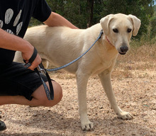 JAMIE, Hund, Mischlingshund in Portugal - Bild 2