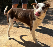 BOBY, Hund, Mischlingshund in Portugal - Bild 2