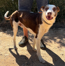 BOBY, Hund, Mischlingshund in Portugal - Bild 3