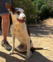 BOBY, Hund, Mischlingshund in Portugal - Bild 5