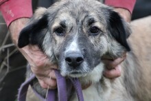 MINKA, Hund, Collie-Mix in Lohra-Reimershausen - Bild 1