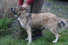 MINKA, Hund, Collie-Mix in Lohra-Reimershausen - Bild 2