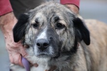 MINKA, Hund, Collie-Mix in Lohra-Reimershausen - Bild 3